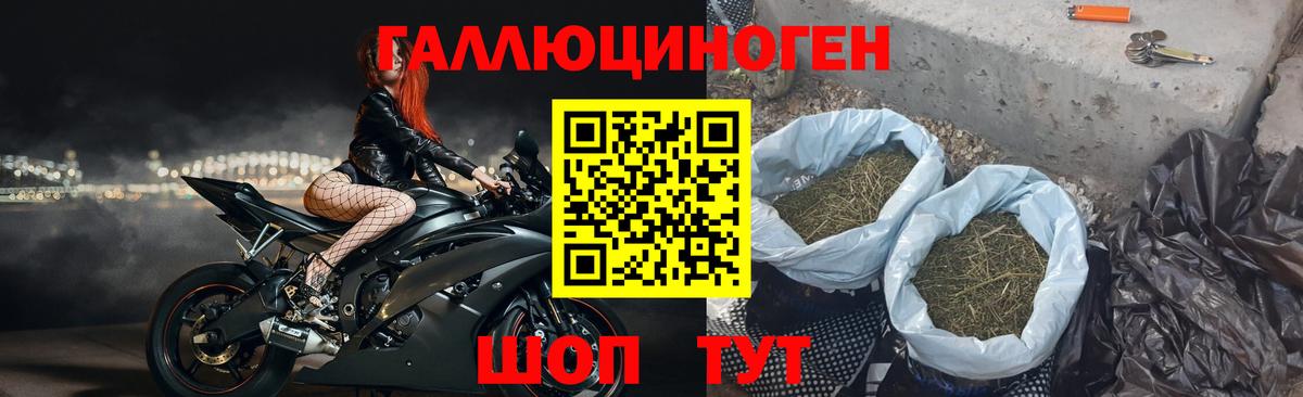 Псилоцибиновые грибы Psilocybine cubensis Камышлов